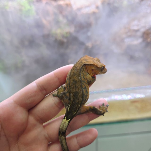 챠콜 팬텀 카푸치노 슈퍼스트라이프