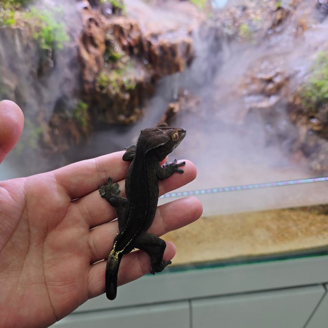 챠콜 팬텀 카푸치노