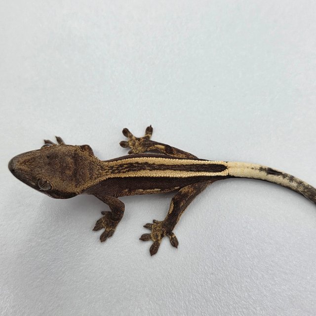 슈퍼스트라이프 엠티백