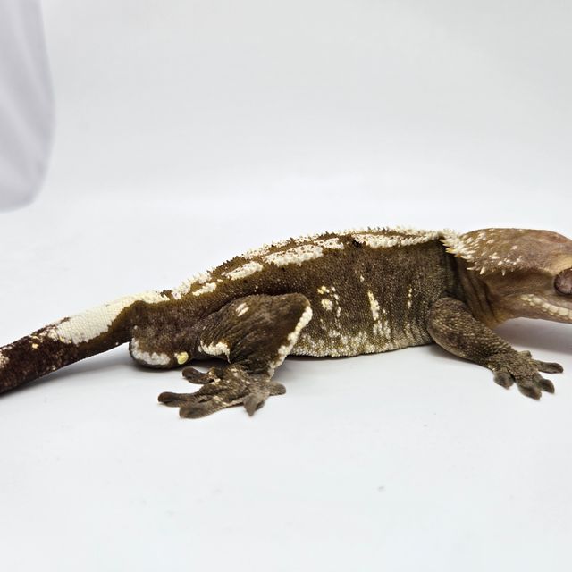 아잔틱