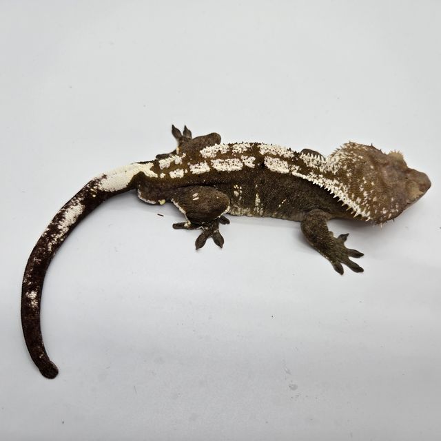 아잔틱