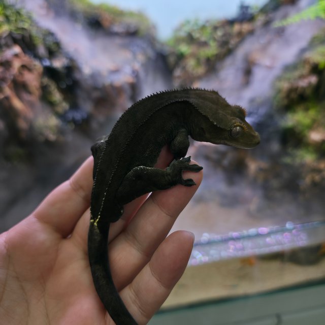 챠콜 팬텀 카푸치노