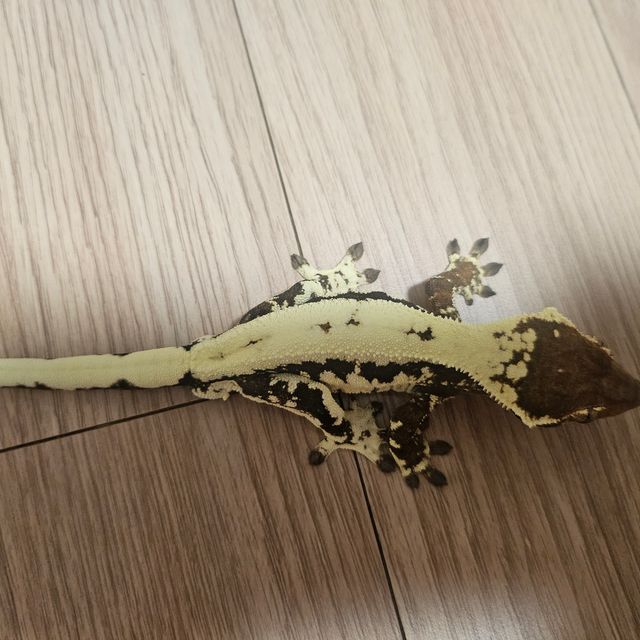 프라푸치노