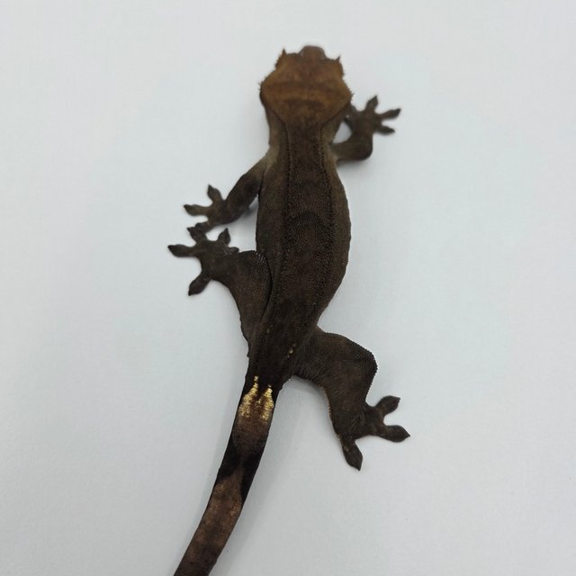 챠콜 팬텀 카푸치노