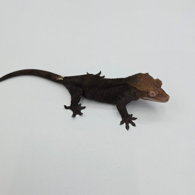 챠콜 팬텀 카푸치노