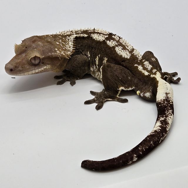 아잔틱