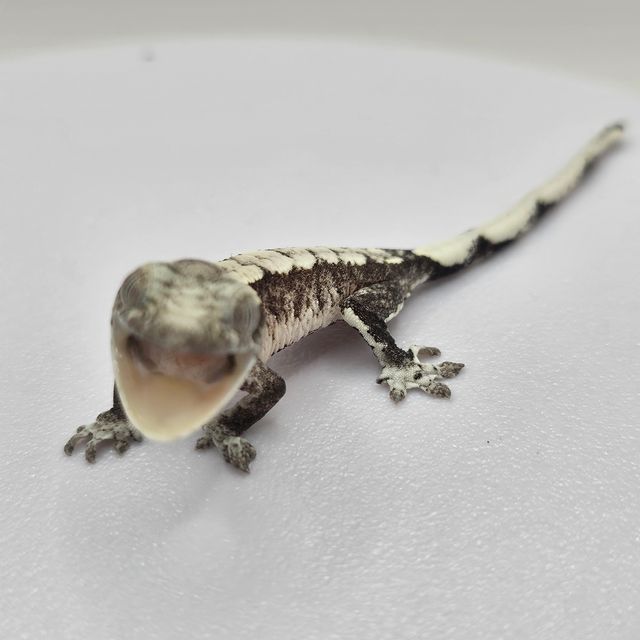 아잔틱