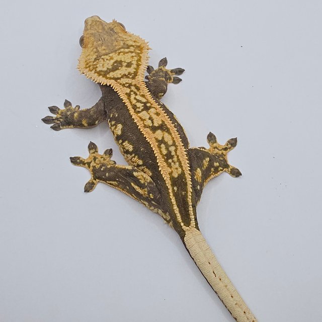 엠티백 슈퍼스트라이프