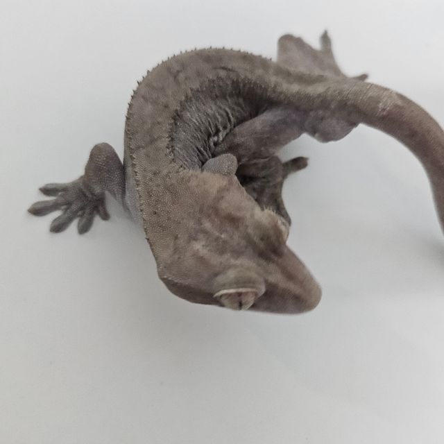 루왁