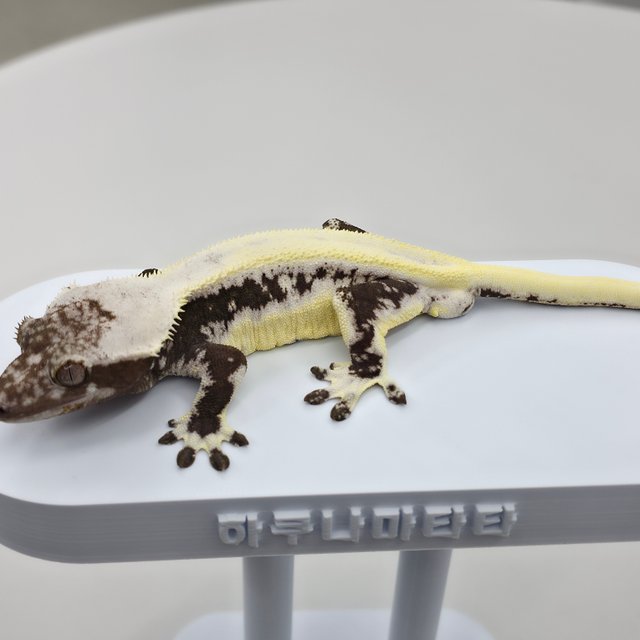 릴잔틱 솔리드백