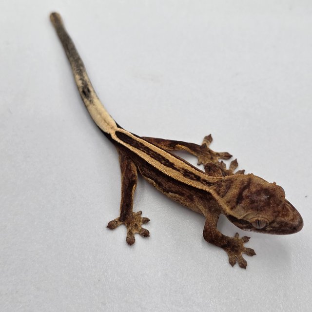 슈퍼스트라이프 엠티백