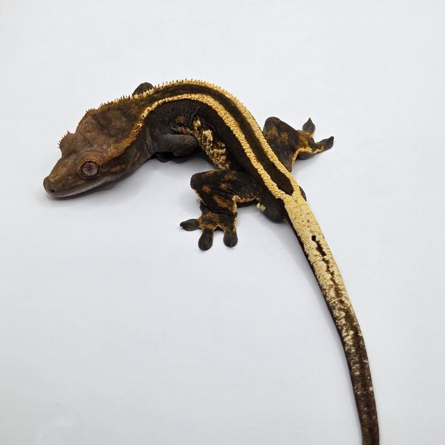 슈퍼스트라이프 엠티백