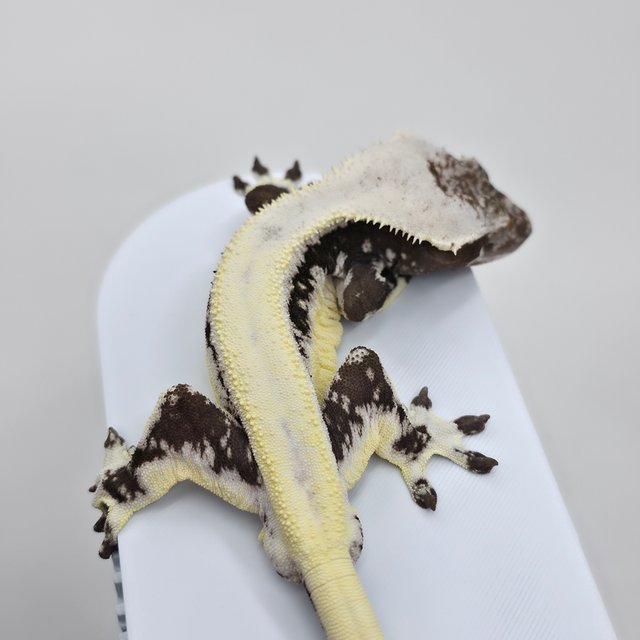 릴잔틱 솔리드백