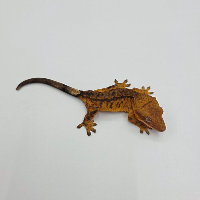 챠콜 팬텀 타이거