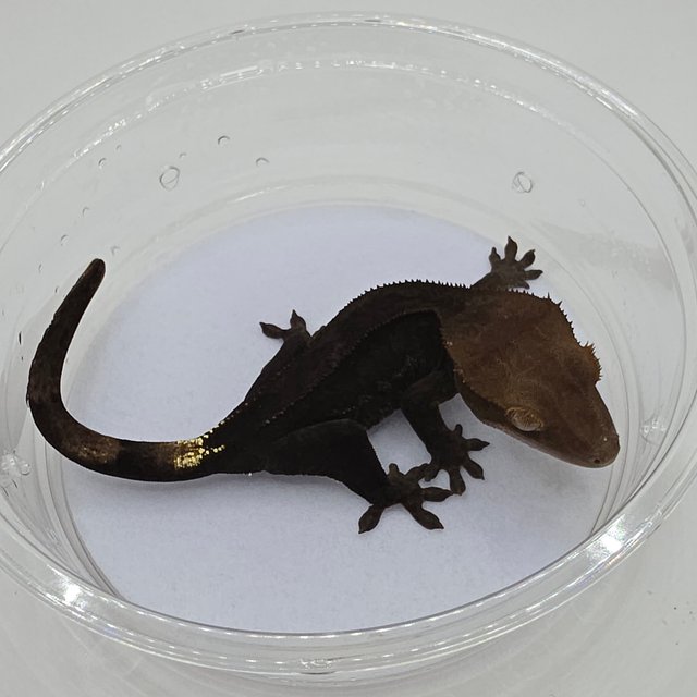 챠콜 팬텀 카푸치노 슈퍼스트라이프