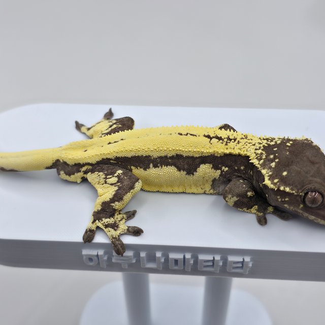 릴리 세이블 아잔틱 릴잔틱 세이블