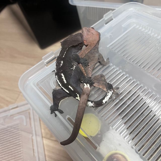 100%헷아잔틱