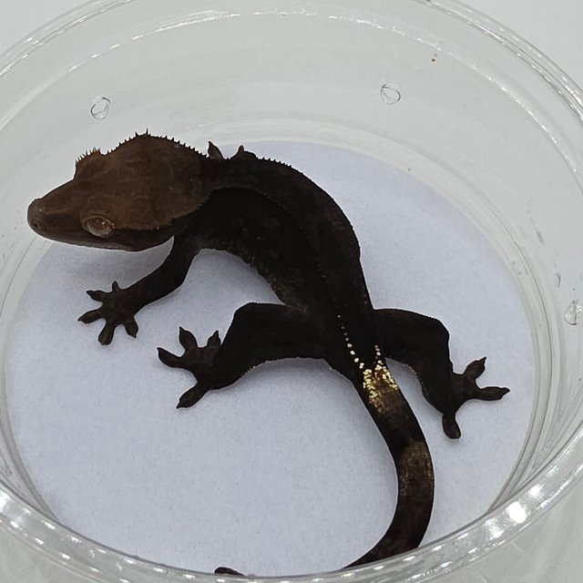 챠콜 팬텀 카푸치노 슈퍼스트라이프