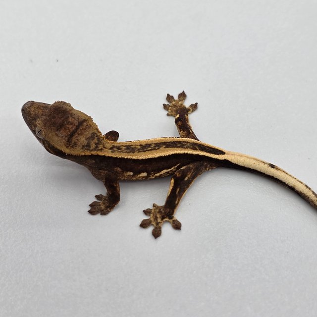 슈퍼스트라이프 엠티백