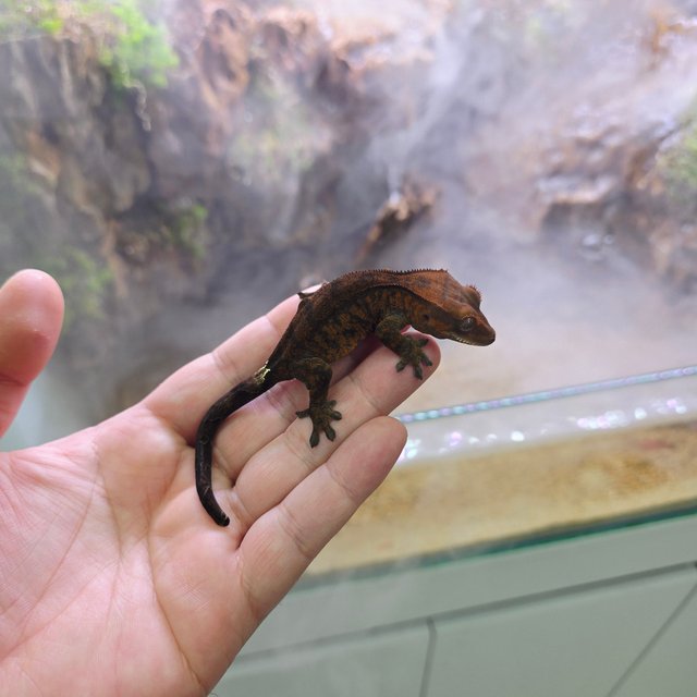 챠콜 팬텀 카푸치노 타이거