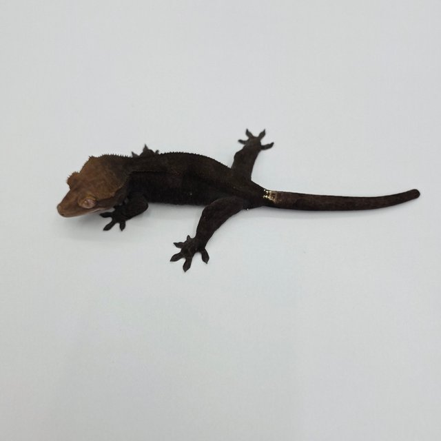 챠콜 팬텀 카푸치노