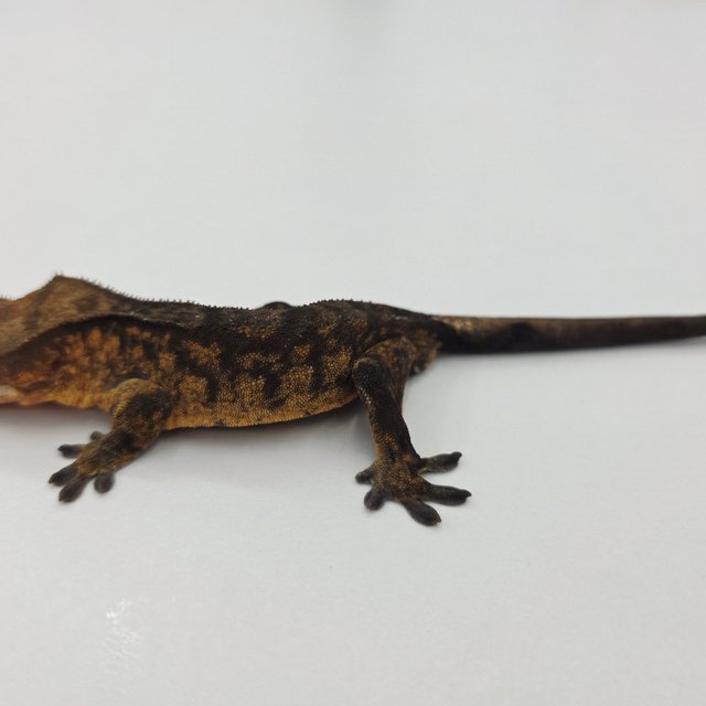 챠콜 팬텀 타이거