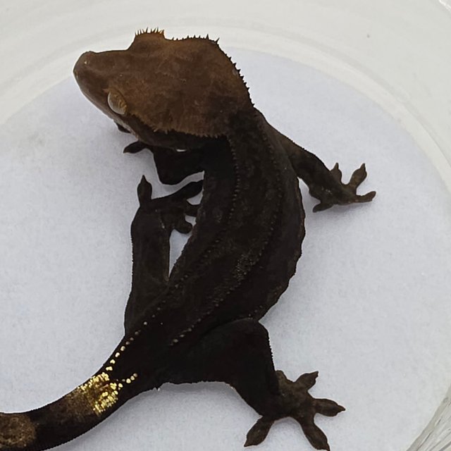 챠콜 팬텀 카푸치노 슈퍼스트라이프