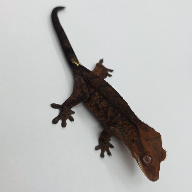 챠콜 팬텀 카푸치노 타이거