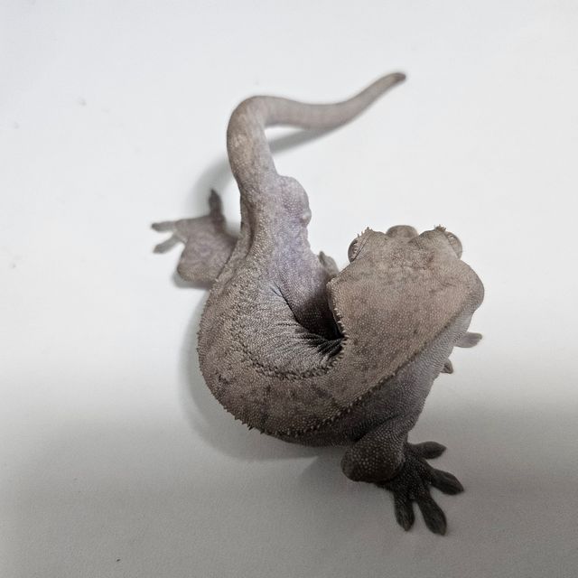 루왁