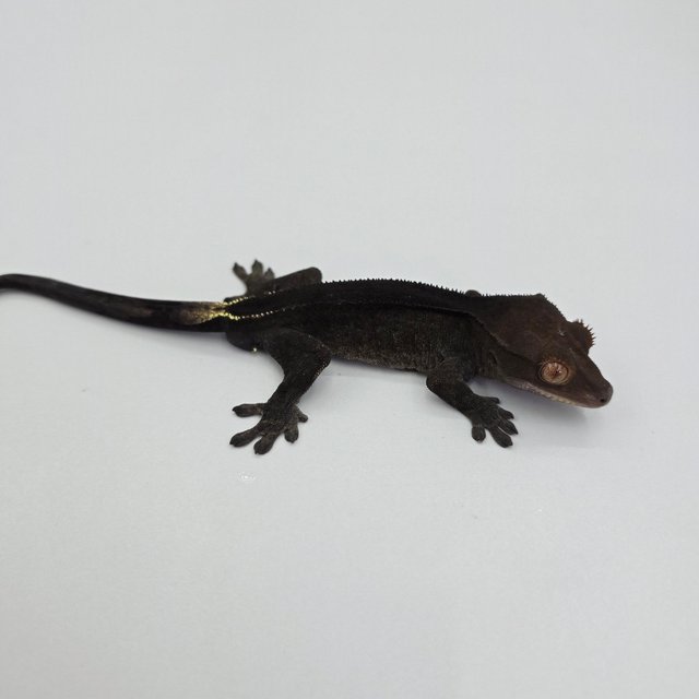 챠콜 팬텀 카푸치노