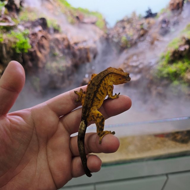 챠콜 팬텀 타이거