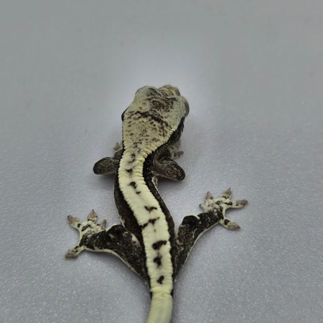 릴잔틱