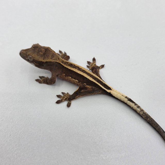 슈퍼스트라이프 엠티백