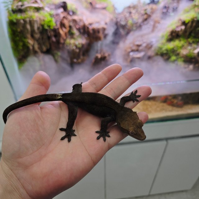 챠콜 팬텀 카푸치노