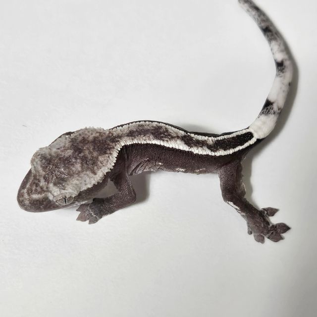 아잔틱