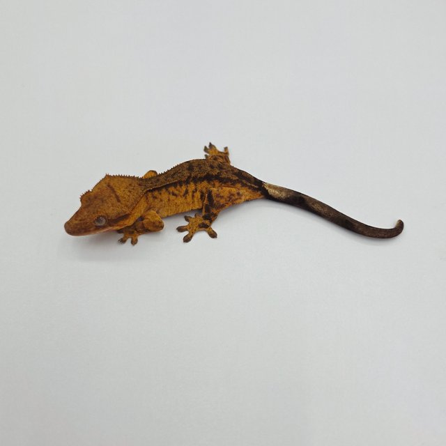 챠콜 팬텀 타이거