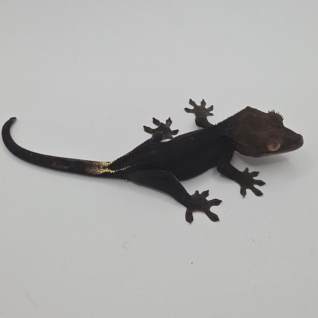 챠콜 팬텀 카푸치노