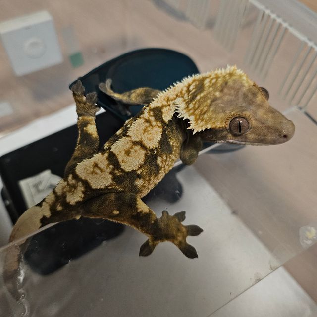 세이블