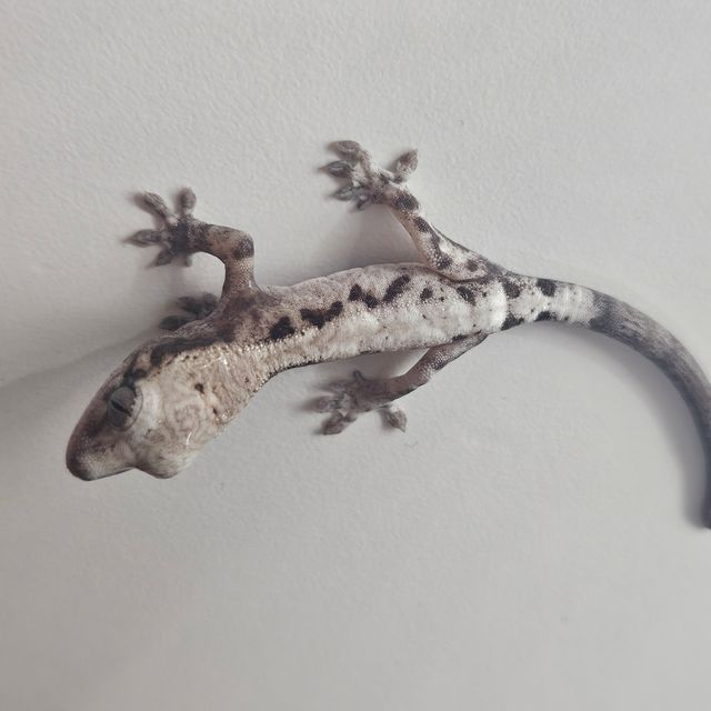 루왁 릴리