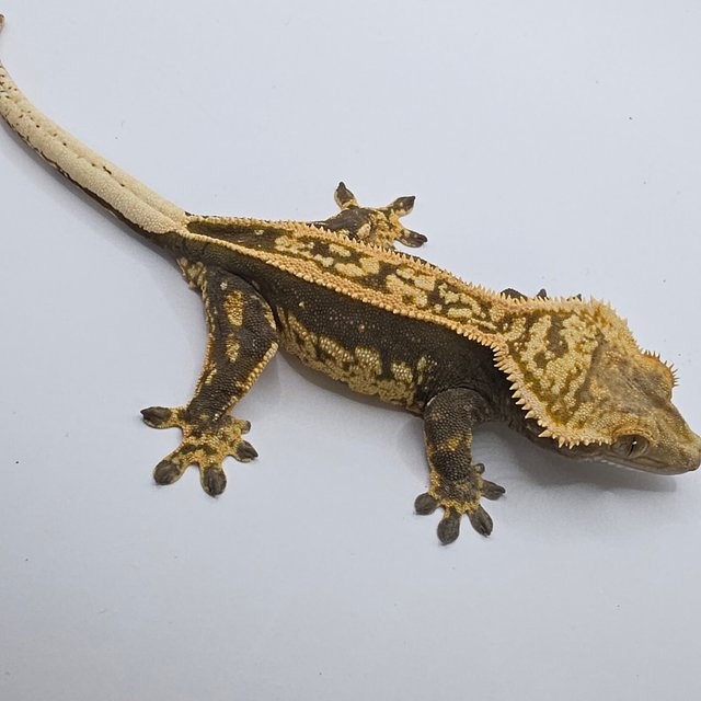 엠티백 슈퍼스트라이프