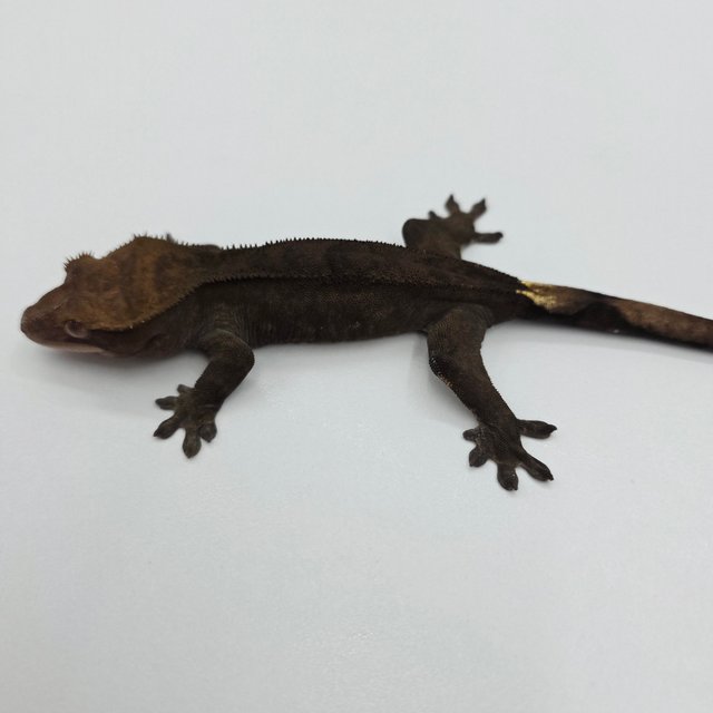 챠콜 팬텀 카푸치노