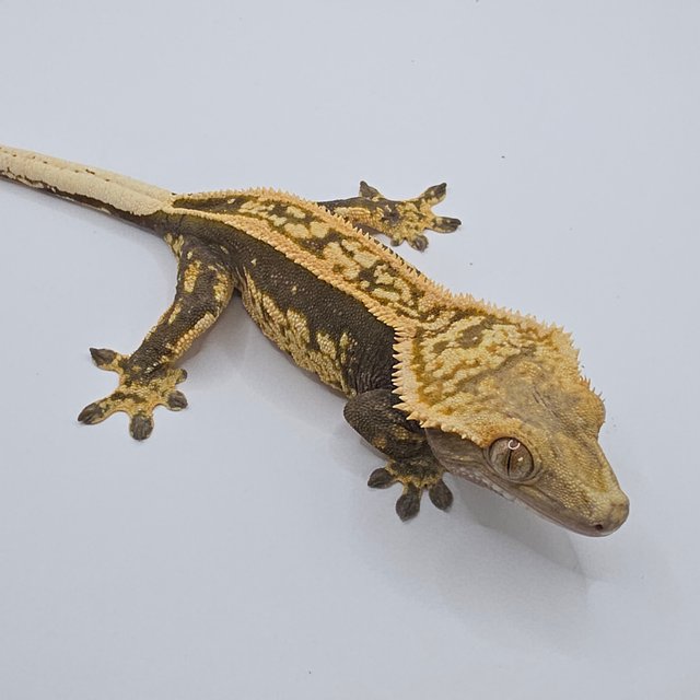 엠티백 슈퍼스트라이프