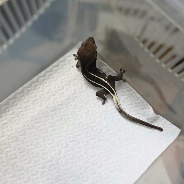 아잔틱 풀핀 쿼드