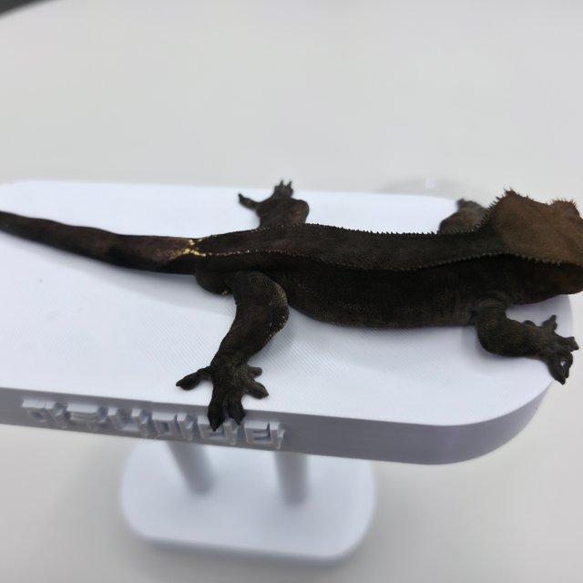 챠콜 팬텀 카푸치노