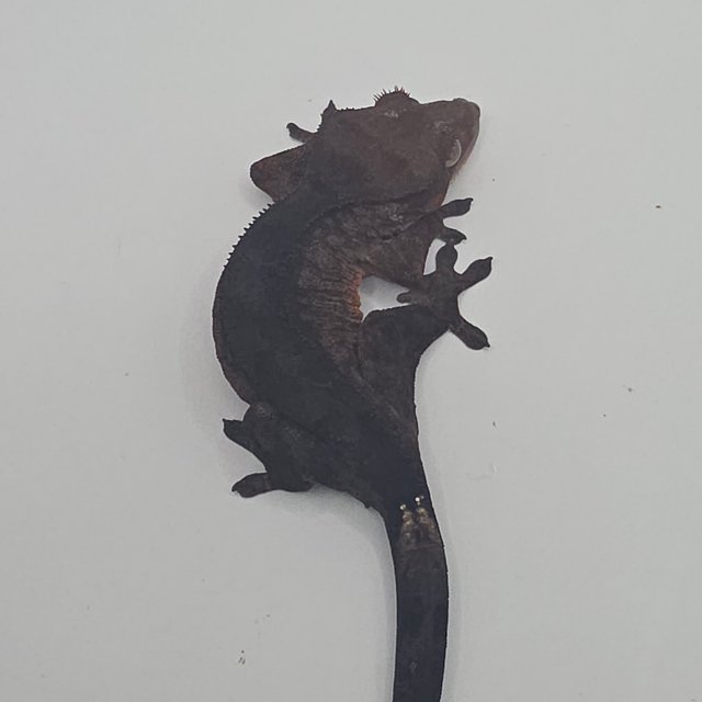 챠콜 팬텀 카푸치노