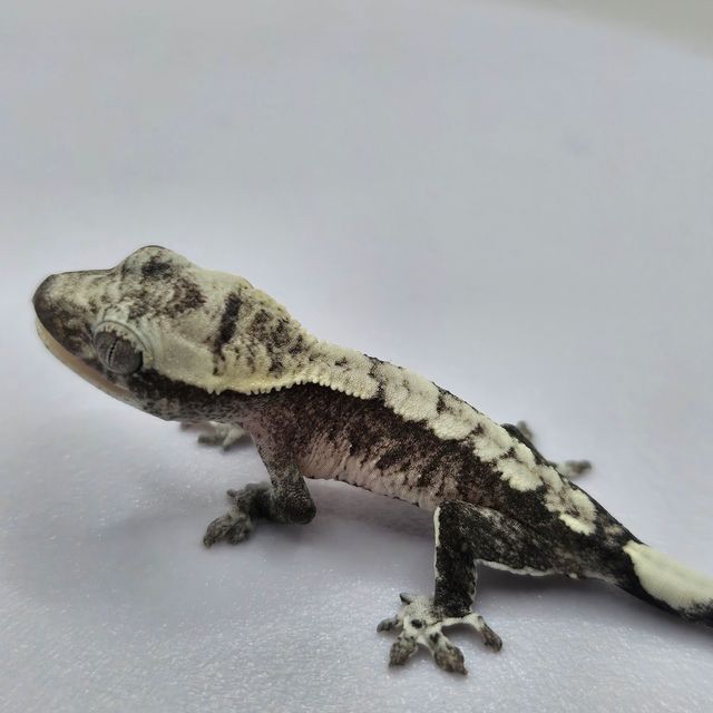 아잔틱