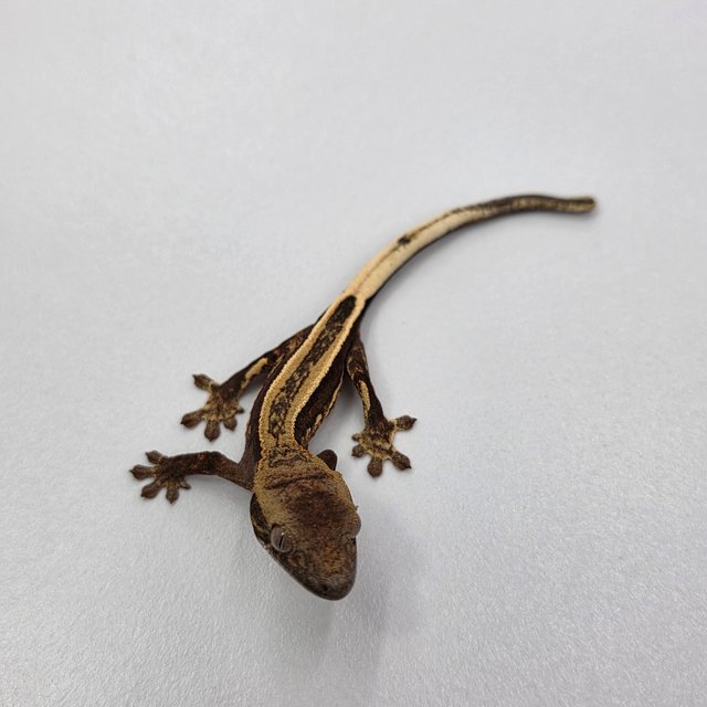 슈퍼스트라이프 엠티백