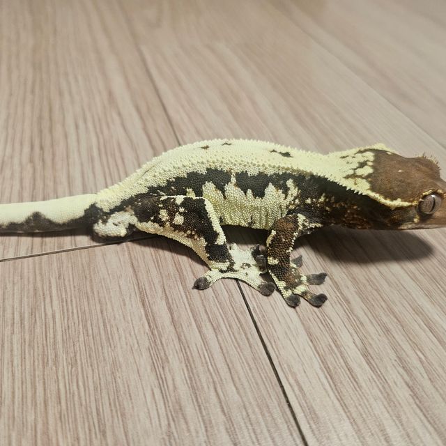 프라푸치노