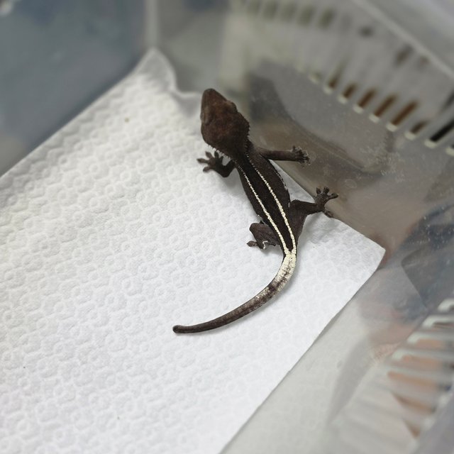 아잔틱 풀핀 쿼드