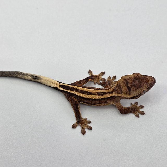 슈퍼스트라이프 엠티백